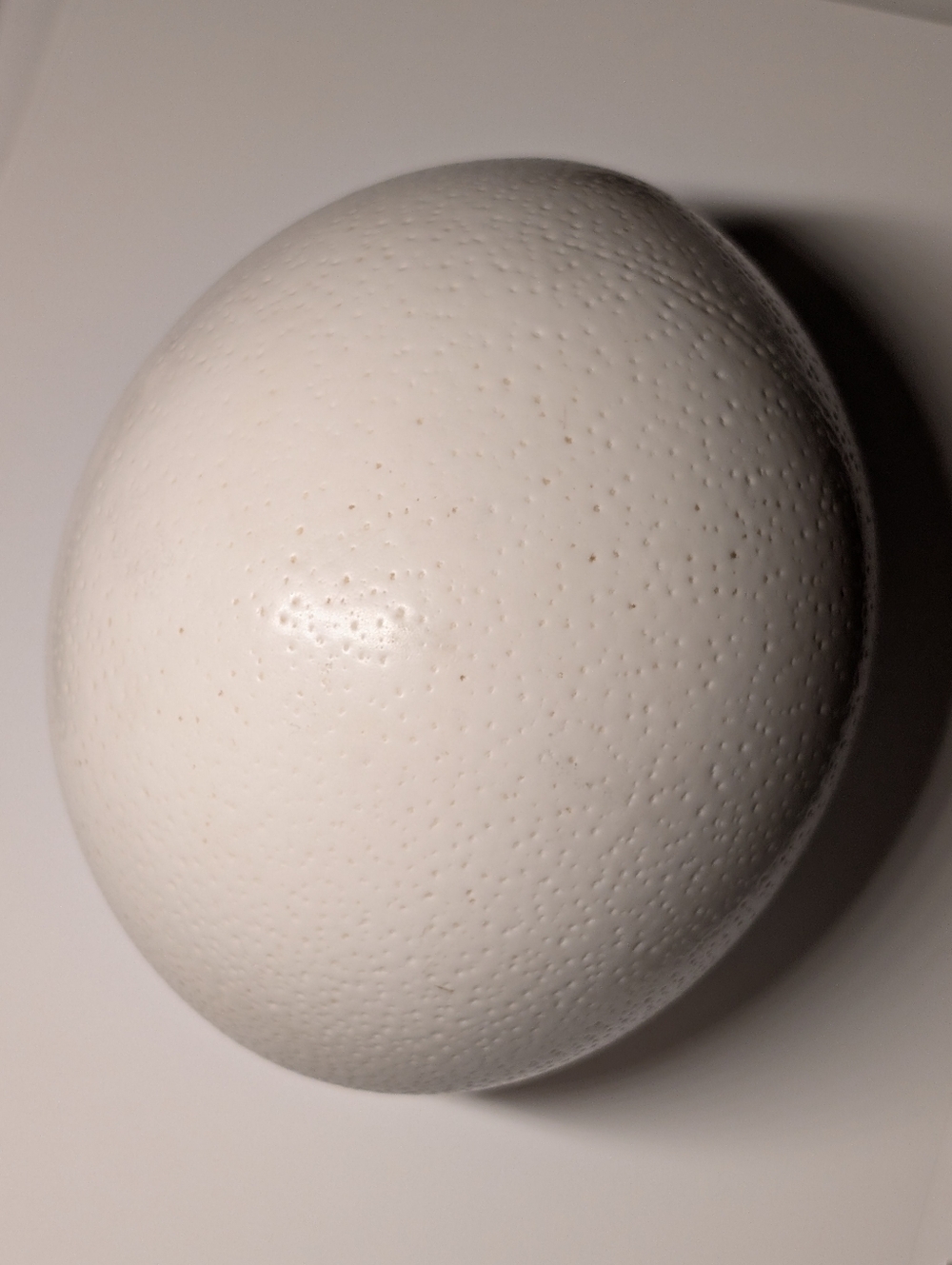 OSTRICH EGG